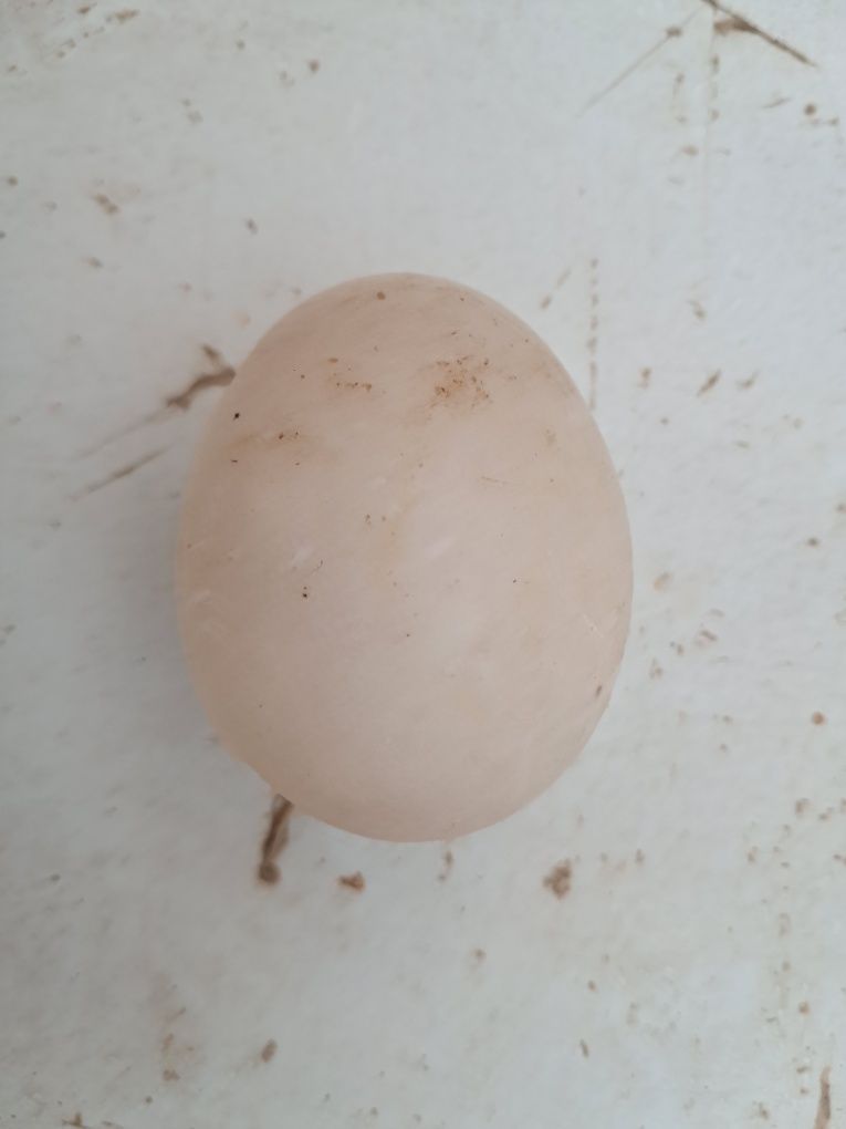 Vendo ovos pato mudo