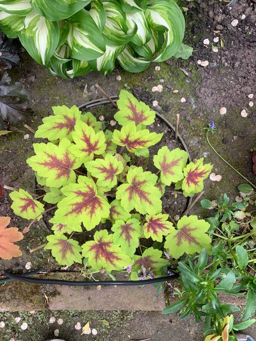 Гейхера багаторічна, Набор 3  різних сортів