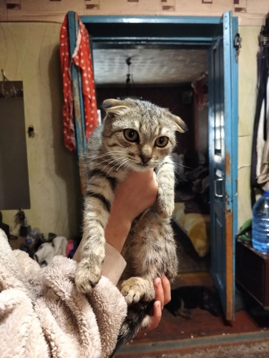 Продаю висловухого кота