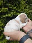 Cocker spaniel angielski piesek