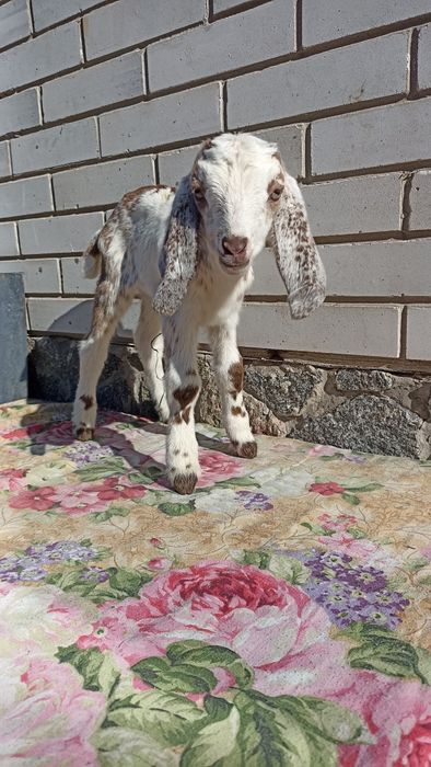 Англонубійський кізки