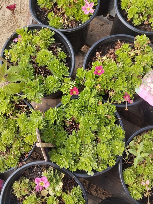 Saxifraga -słonecznica