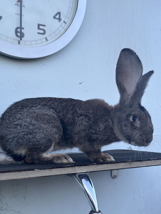 Samiec BELG olbrzym szary 4 miesieczny