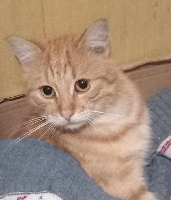 Загубився рудий котик!