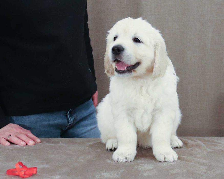 Golden Retriever