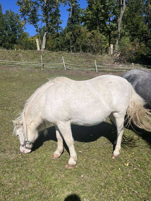 Kuce szetlandzkie cena za oba
