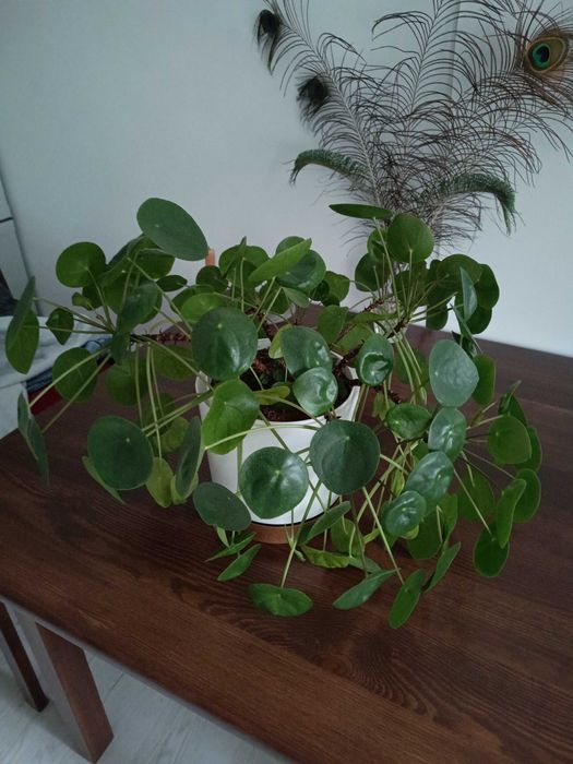Roślina zielona. Duża Pilea