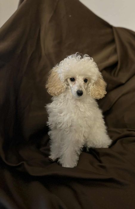 Pudel Miniaturowy Biały