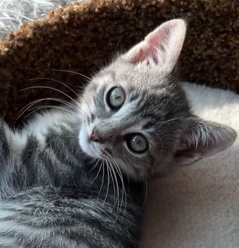 Маленьке кошеня котик
