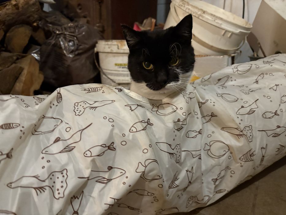 Koteczka szuka domu - pokochaj