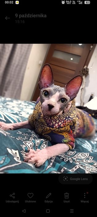 Kotka Sfinks kanadyjski FPL