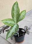 Aglaonema 'Silver Bay' z trzykrotką