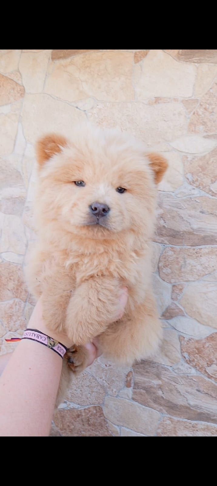 Chow chow um peluche