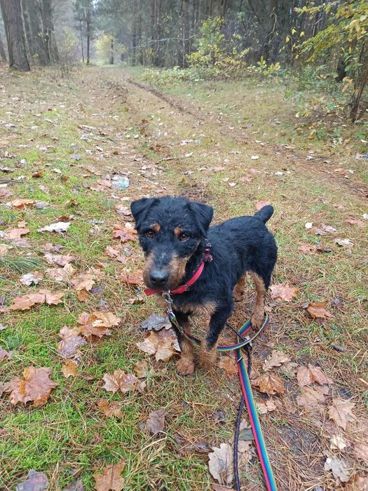 Jagdterrier Hugo - energiczny, czujny, kontaktowy