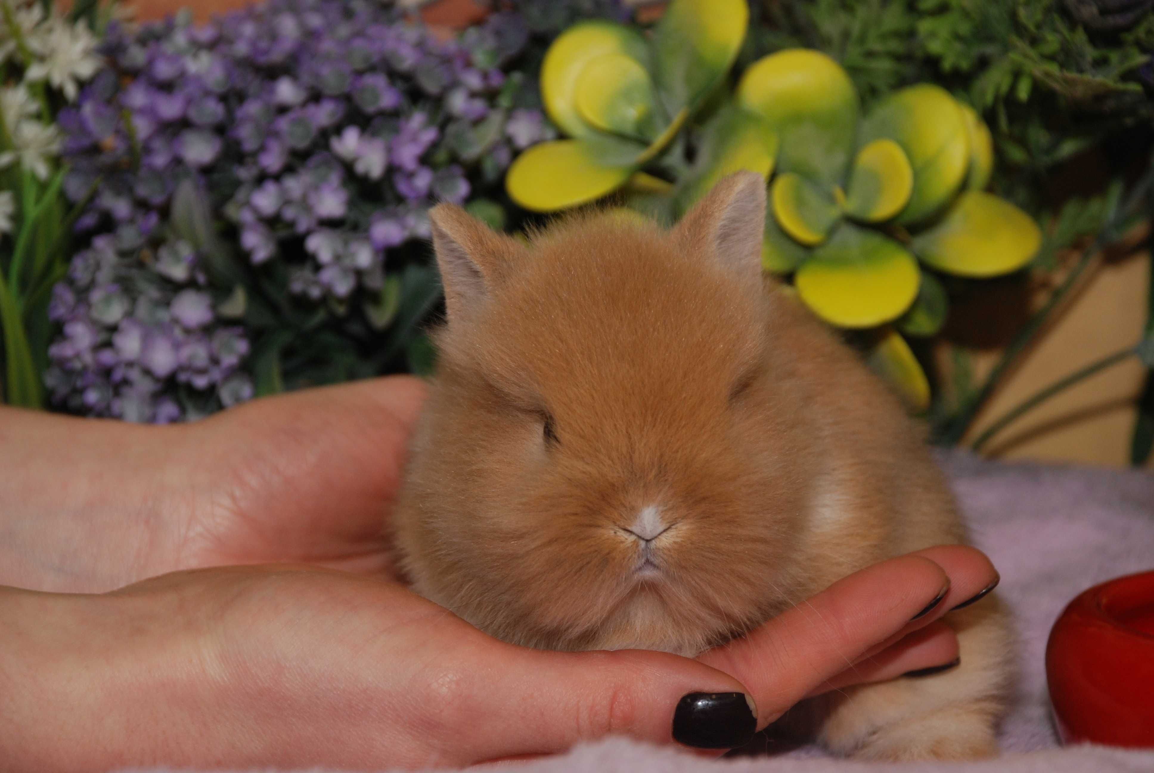 Декоративный МИНИ кролик - голландский кролик, торчащие маленькие ушки