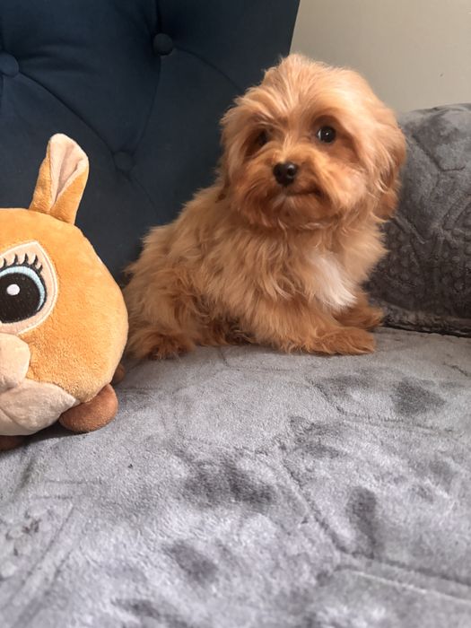 Maltipoo hybryda maltańczyk-pudel toy chłopiec