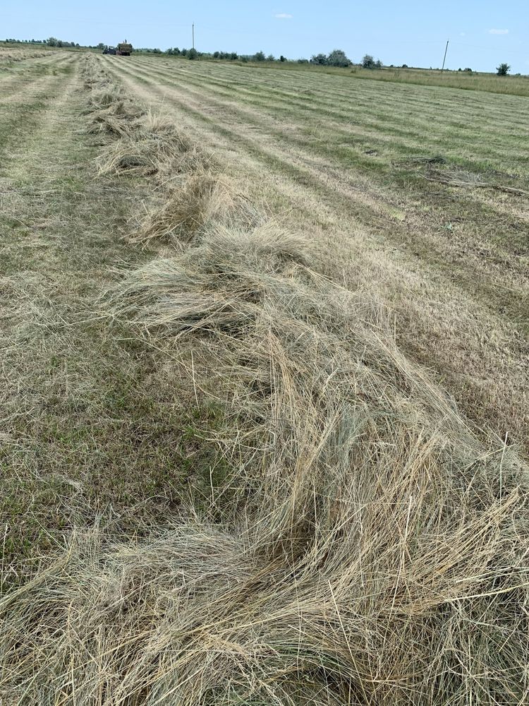 Продам сіно тюковане