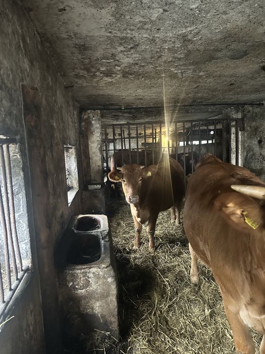 Sprzedam  jalowki limusine 3 sztuki