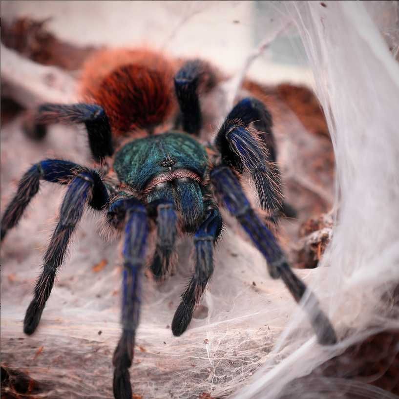 Chromatopelma cyaneopubescens L2
