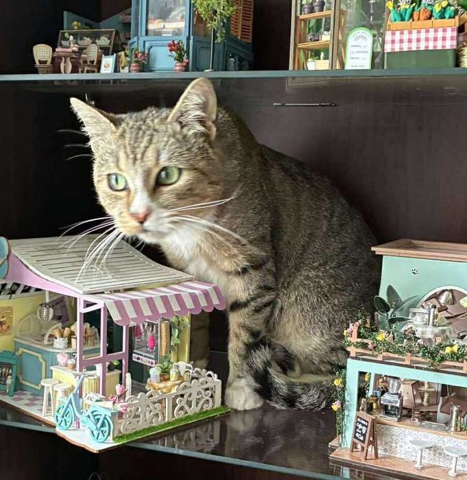 Bielik - kot do adopcji