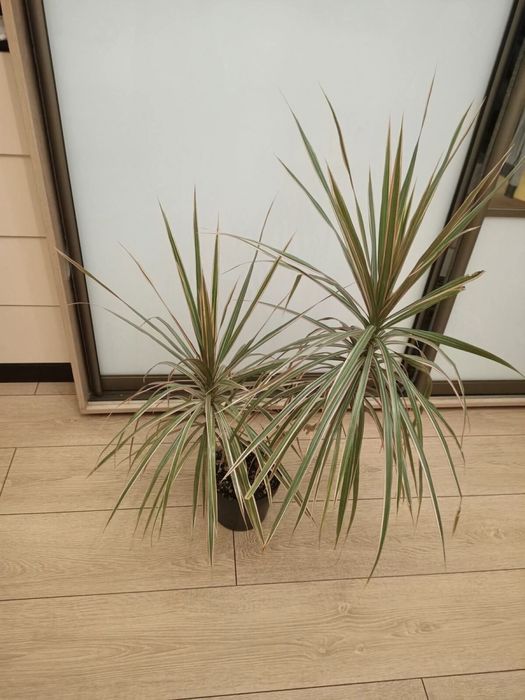 Драцена трехцветная комнатная пальма моргината шефлера вариегатная