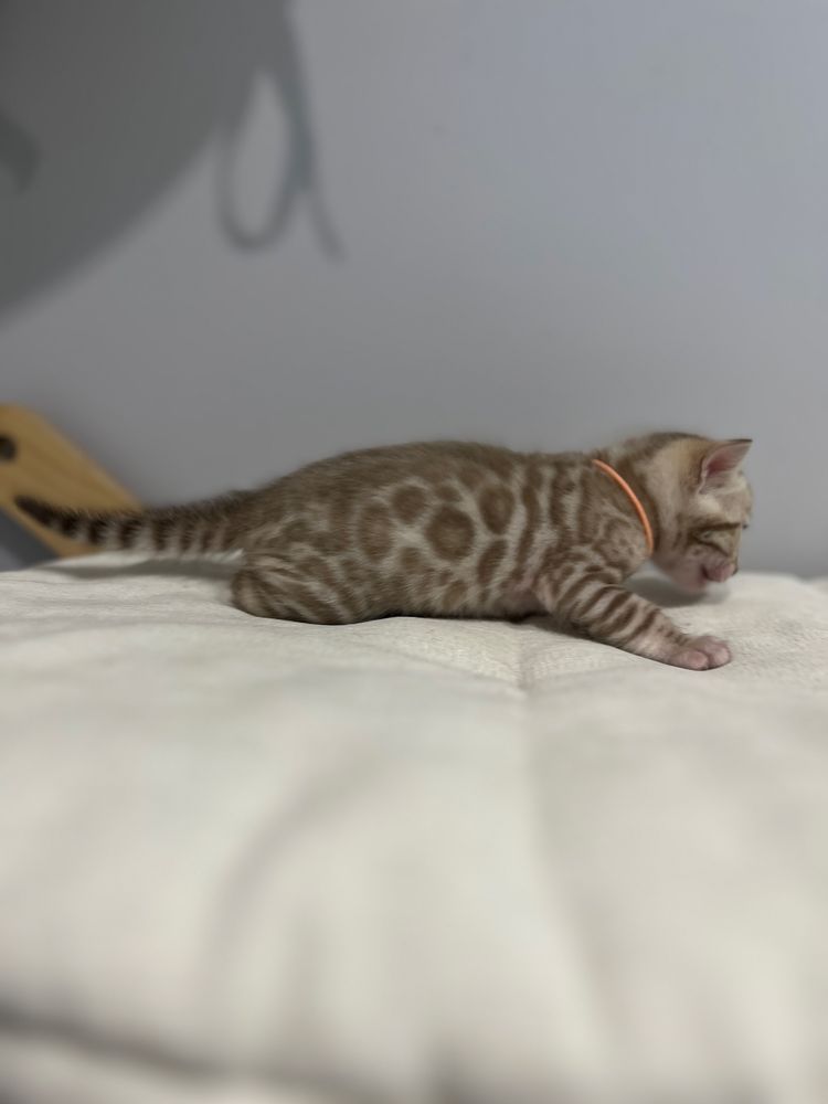 Kotka bengalska snow mink śnieżna TICA