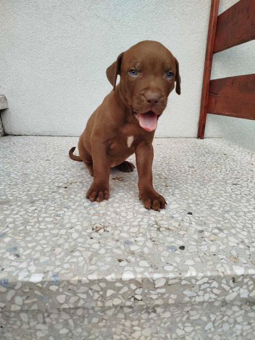 Pit Bull Red Nose Szczeniak