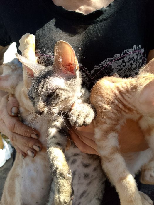 Продам котят  Сфинкс