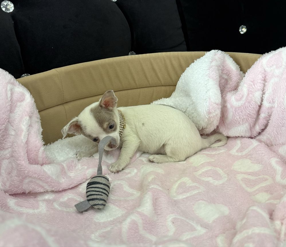 Chihuahua mini sunia Liliowa