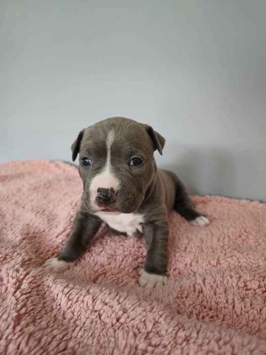 American Staffordshire Terrier FCI suczka