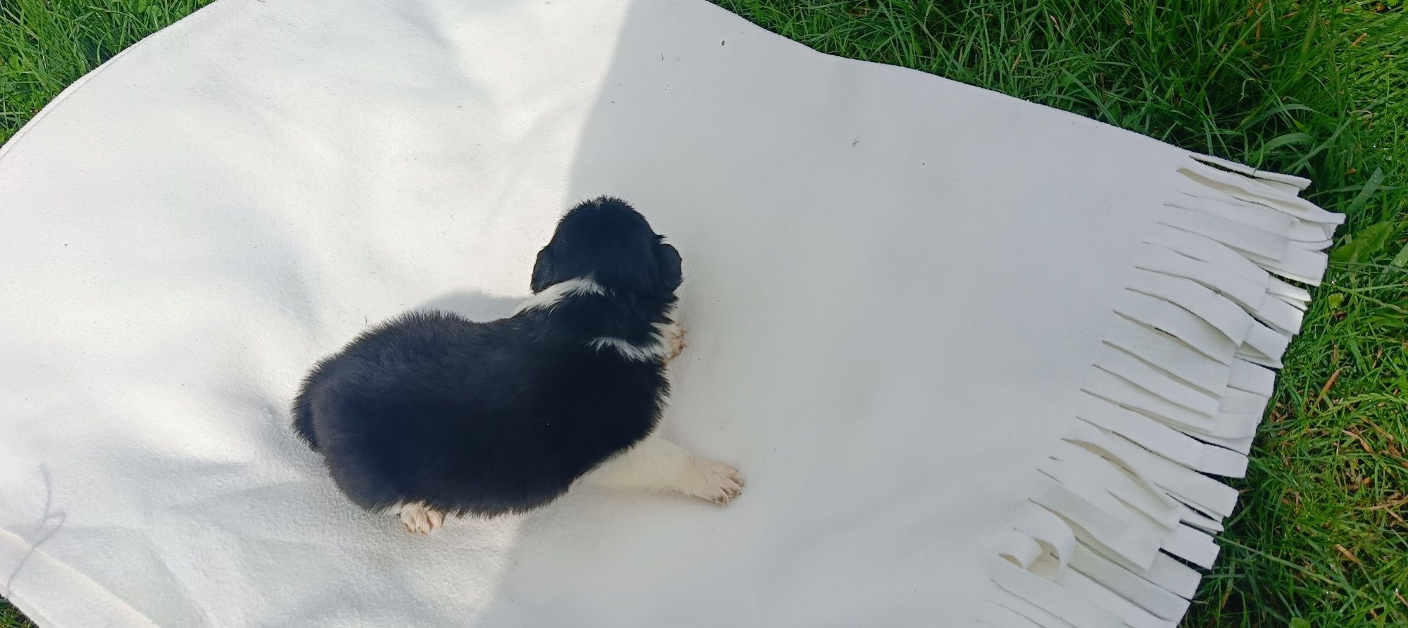 Border collie śliczny piesek czarno biały