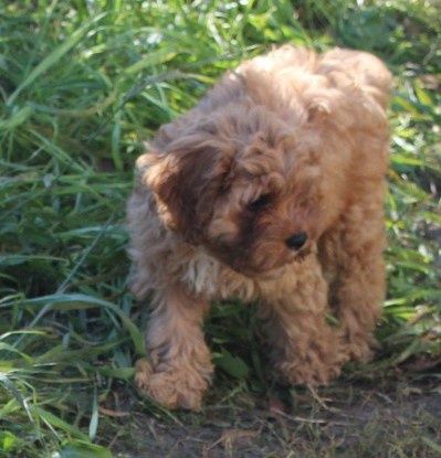 Cavapoo F1 suczka