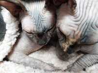 Oddam za darmo 2 kotki sphynx sfinks FCI