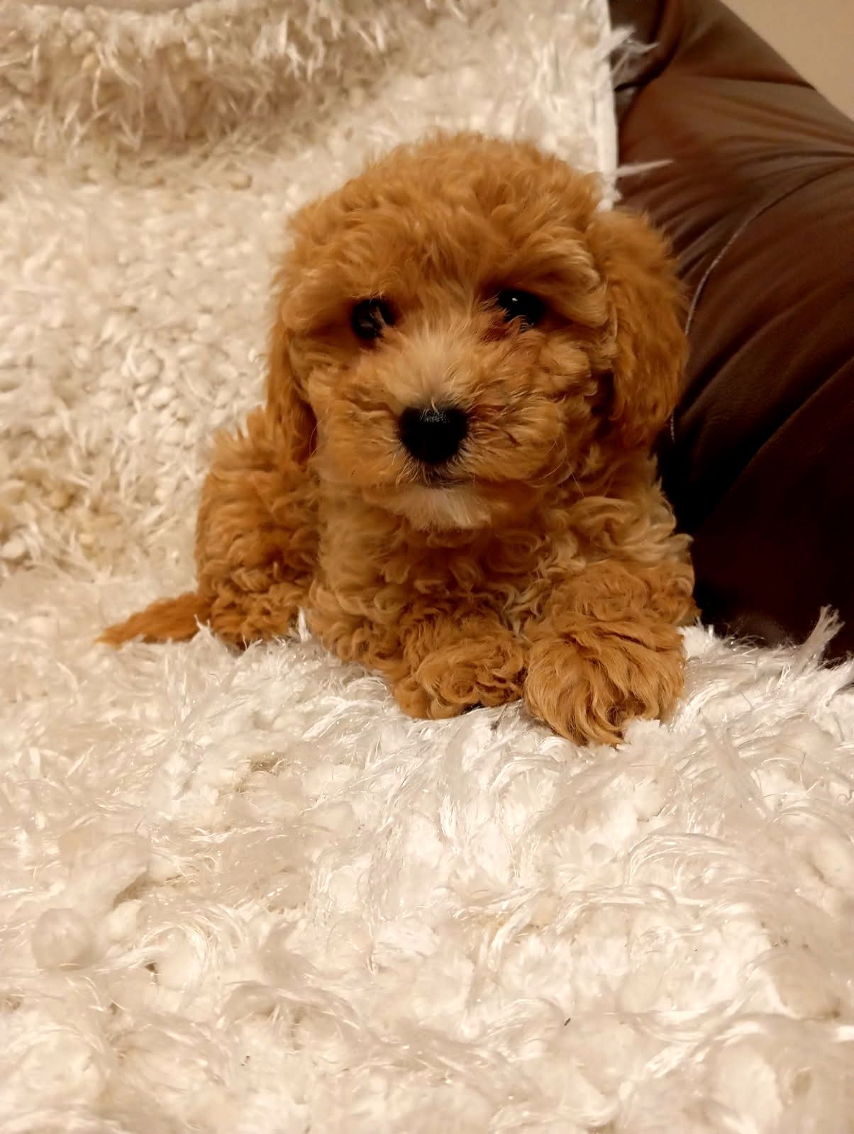 Cavapoo piękna  suczka