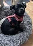 Suczka do adopcji szuka domu