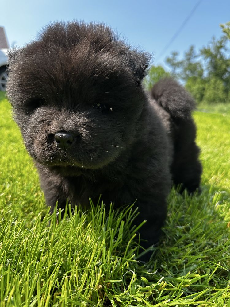 Chow Chow uroczy czarny piesek Gotowy do odbioru !