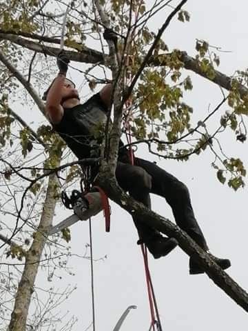 Wycinka i pielęgnacja drzew metodą alpinistyczną