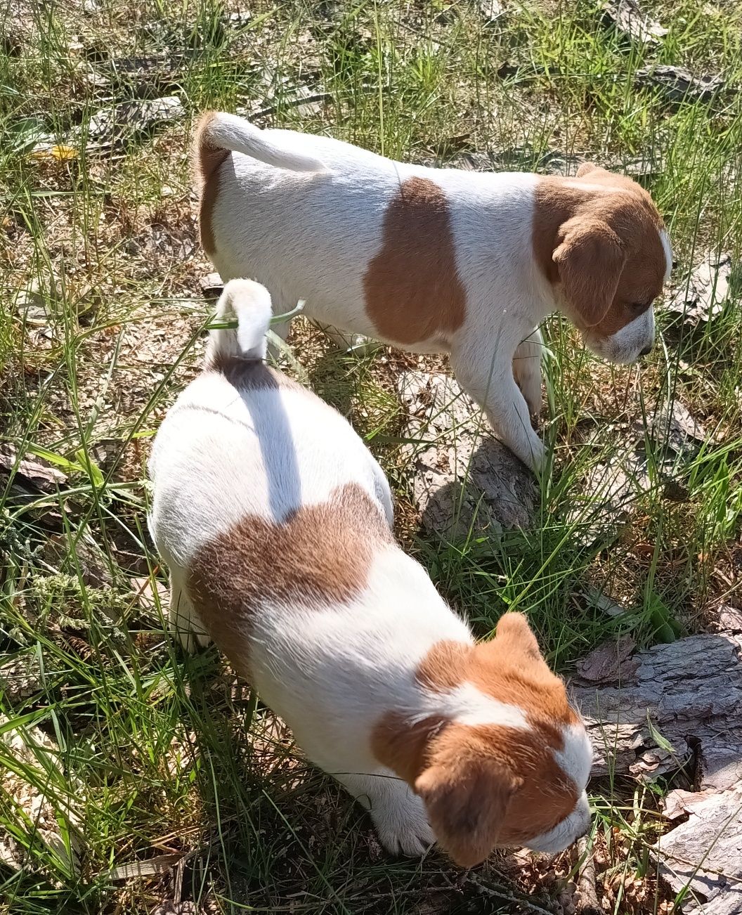 Suczka Jack Russell terrier