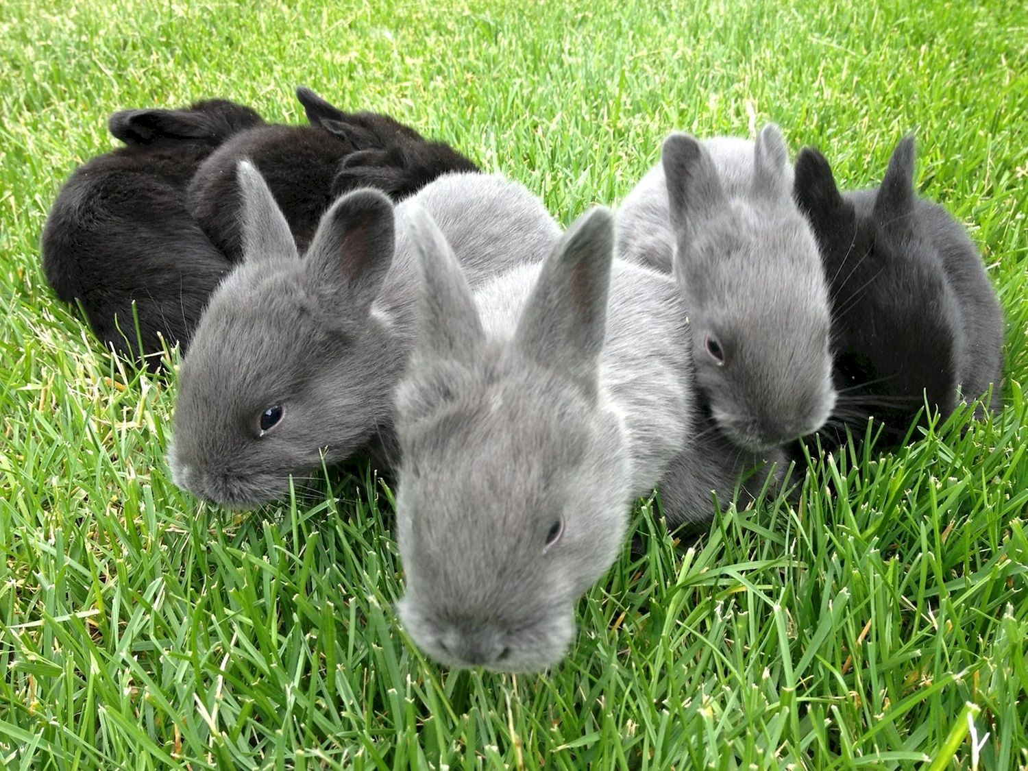 Кролики    серые
