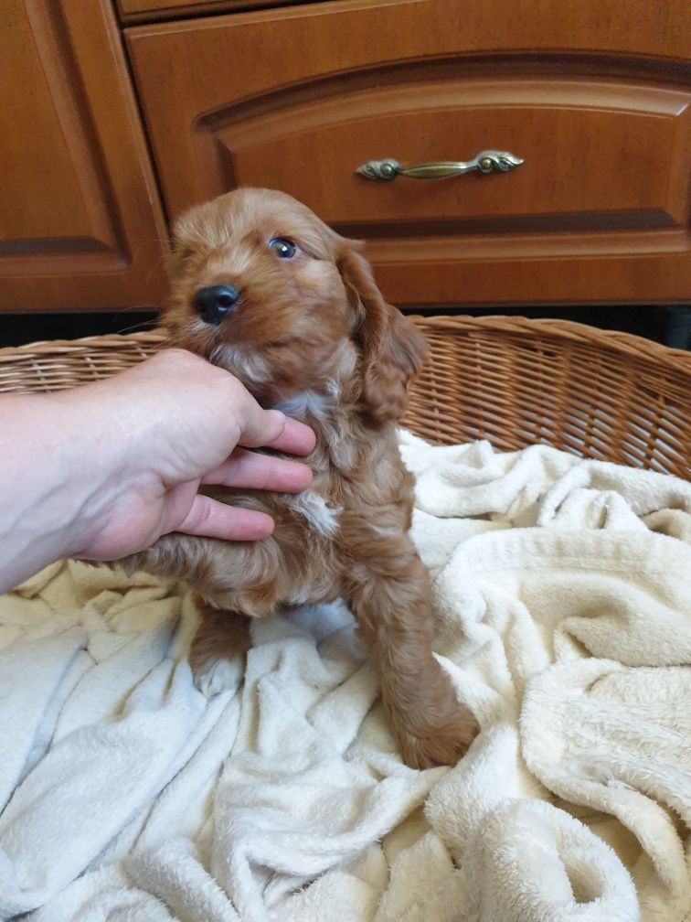Cockapoo. Chlopczyk Olli.
