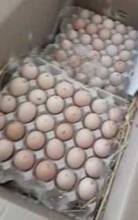 Яйцо куриное инкубационное Венгрия, Чехия, Украина