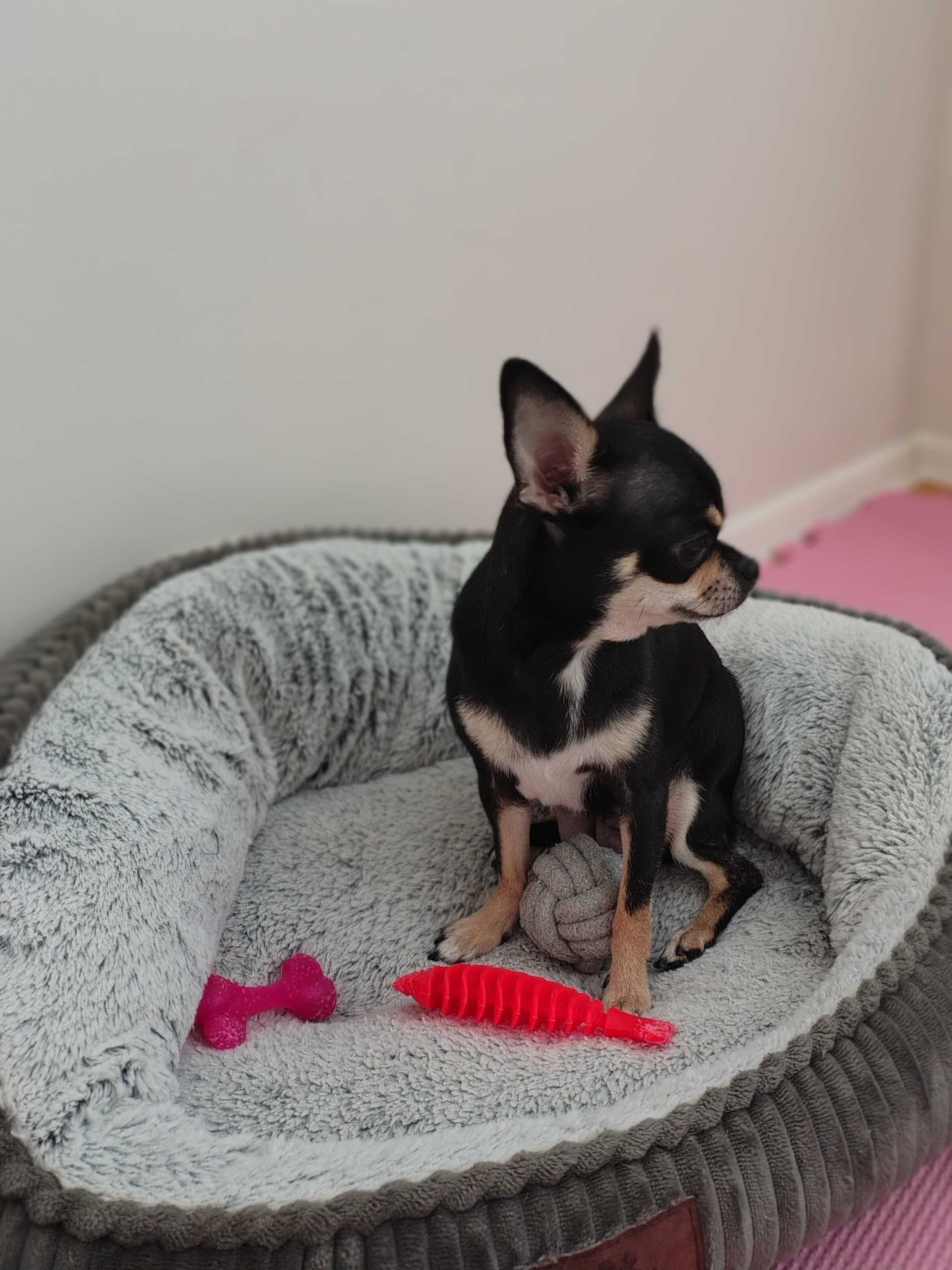 Sliczna sunia chihuahua czarna ze znaczeniami