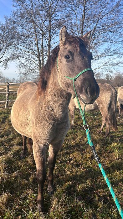 Ogierek konika polskiego