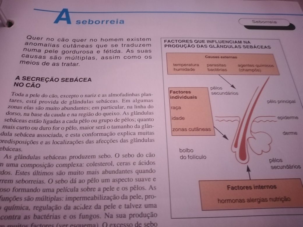 Conhece o seu cão?