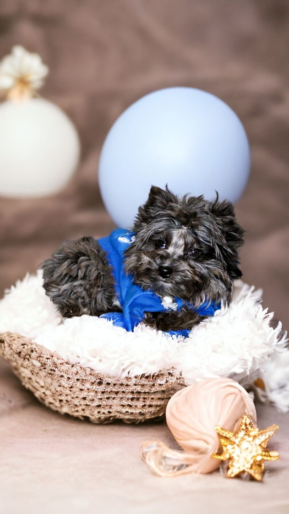 **FANTASTYCZNY** chłopczyk UNIKAT Black merle Yorkshire terrier