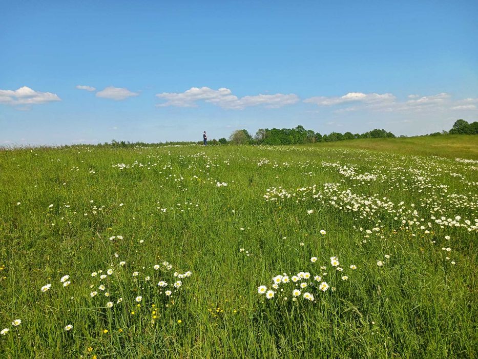 Urokliwa działka na Mazurach, blisko jeziora