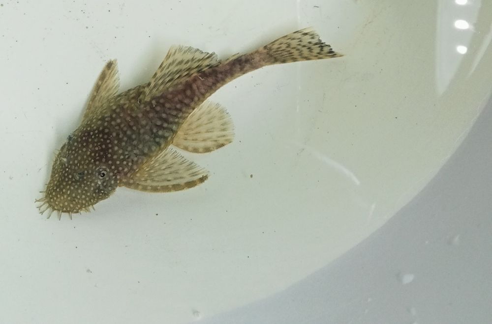 Rybka Glonojad zbrojnik samiec