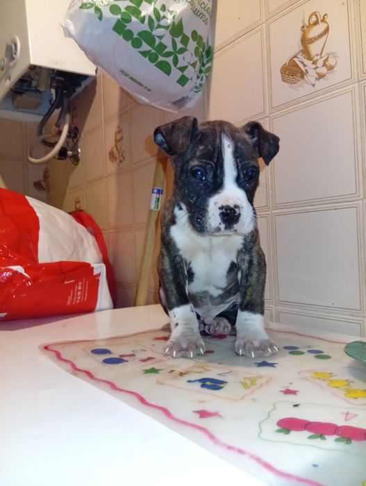 Companheiro de 4 patinhas