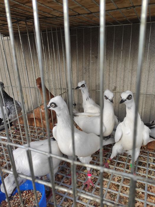 Wiedeńskie lotne białe