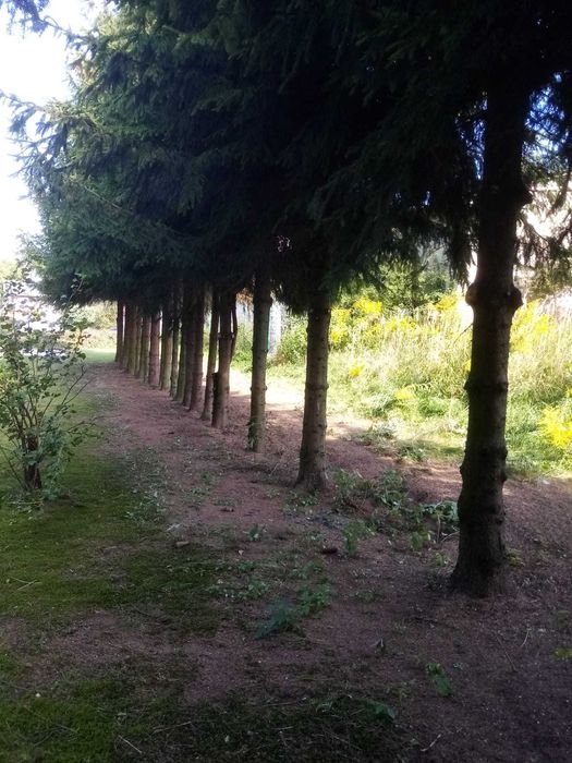 Oddam drewno za darmo po dokonanej wycince